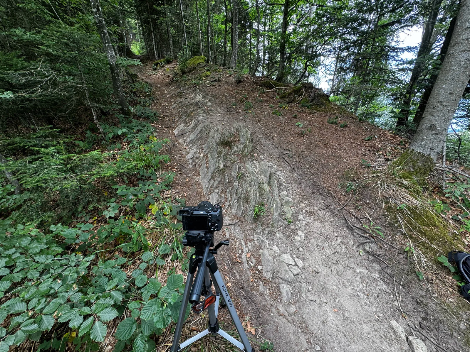 Forest dirt, Forest shade