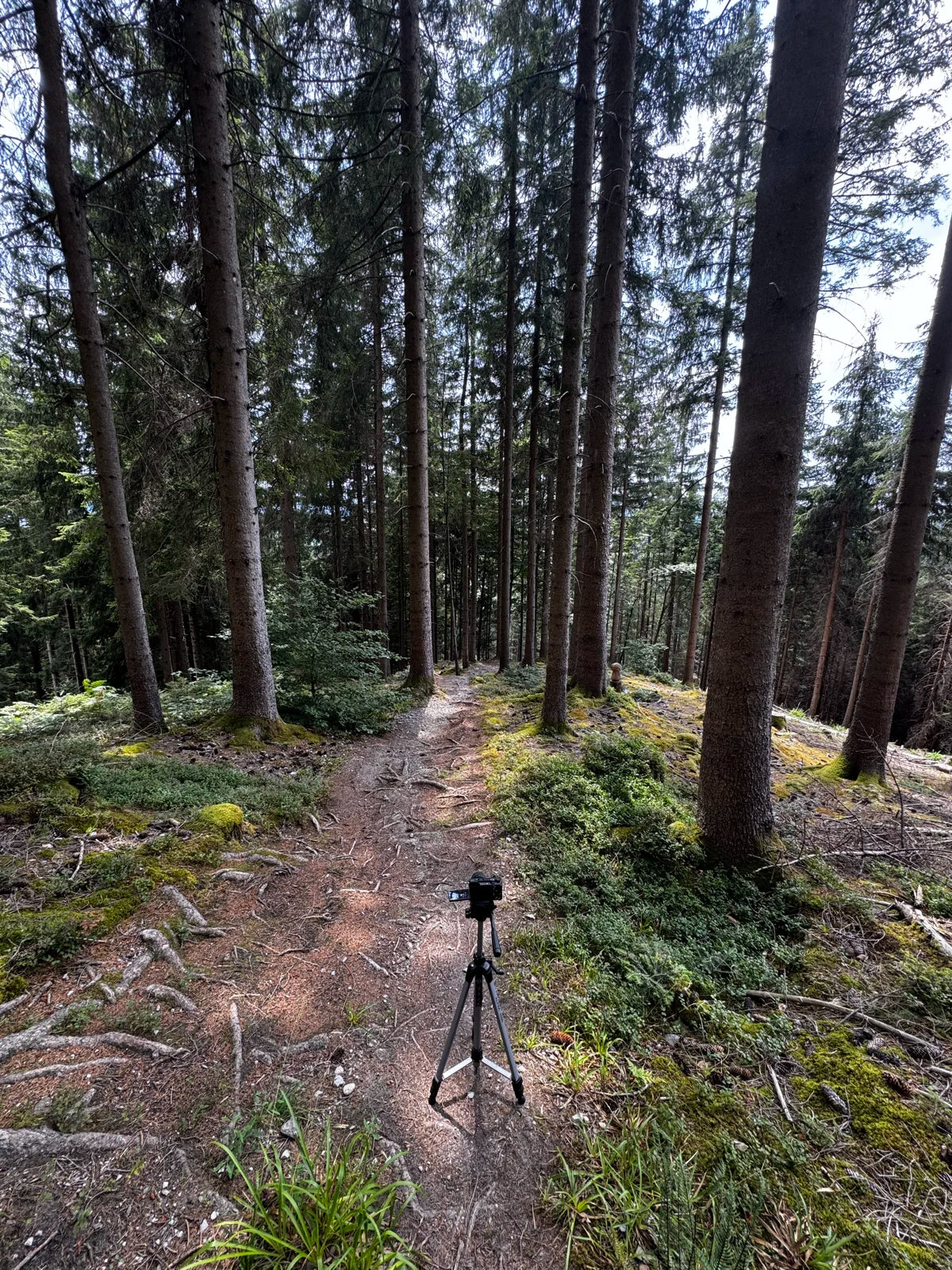 Dark trail, Deep shade