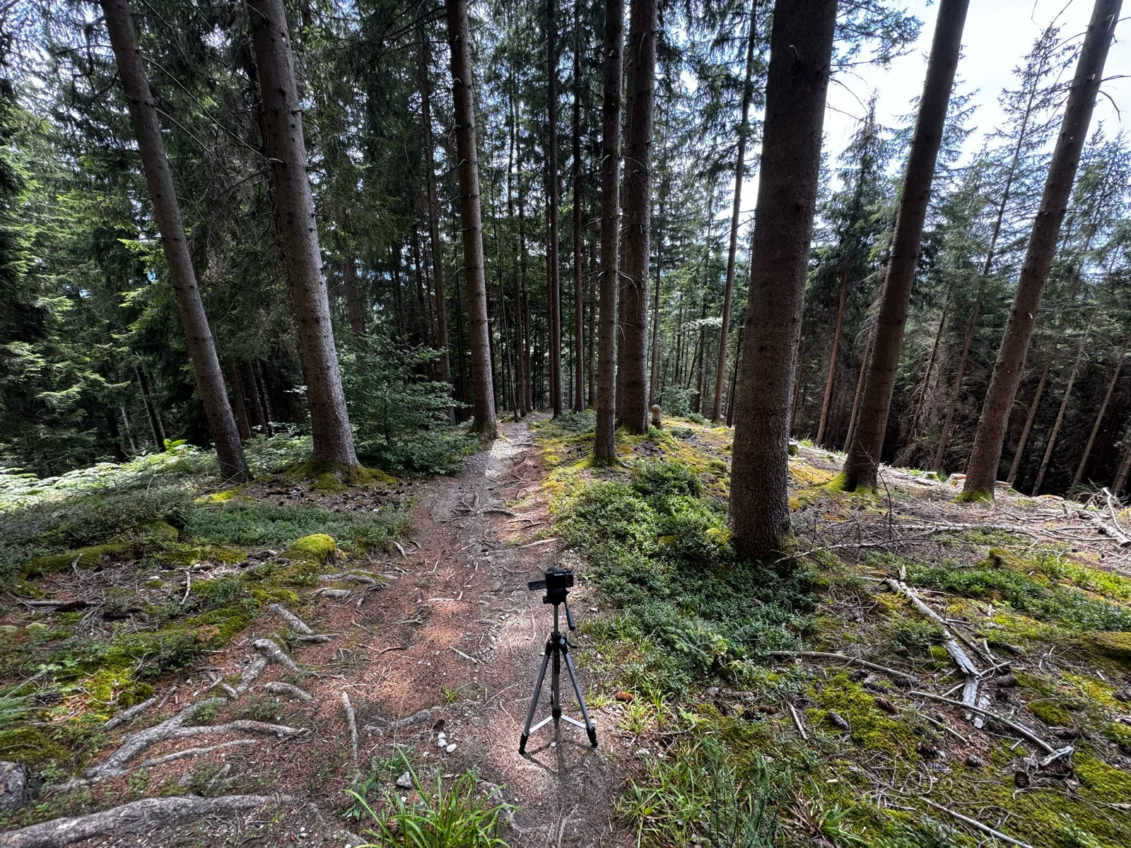 Forest, rock and moss, Forest shade