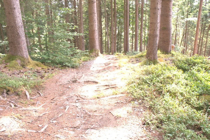 Prizm Low Light, Prizm Low Light vs Prizm Trail