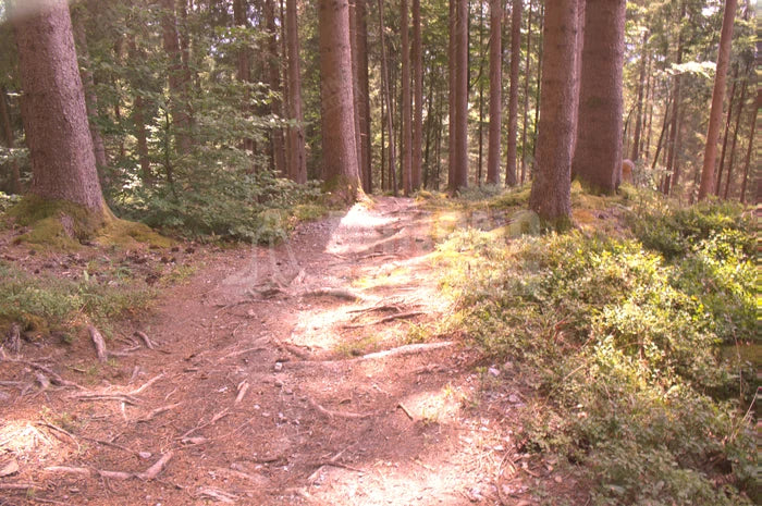 Prizm Road, Prizm Road vs Prizm Trail Torch