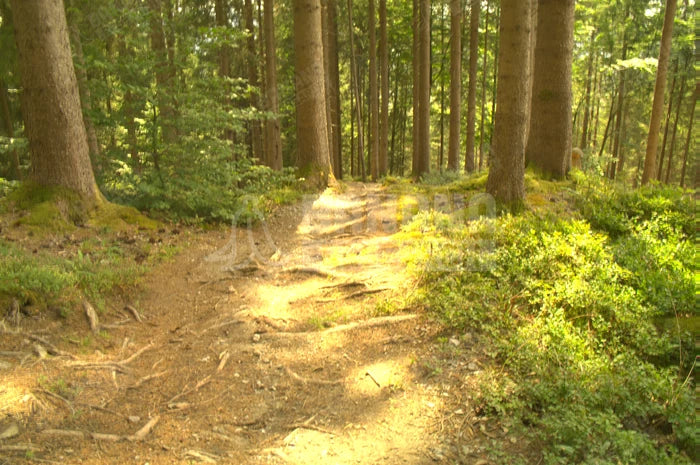 Prizm Ruby, Prizm Ruby vs Prizm Trail Torch