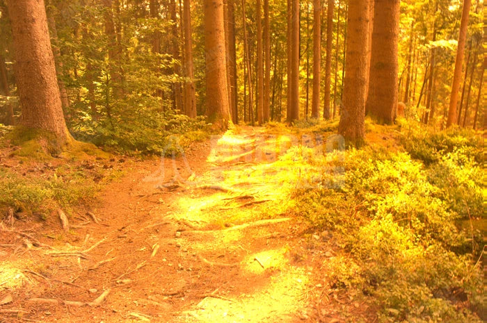 Prizm Trail, Prizm Low Light vs Prizm Trail