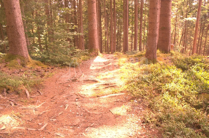 Prizm Trail Torch, Prizm Ruby vs Prizm Trail Torch