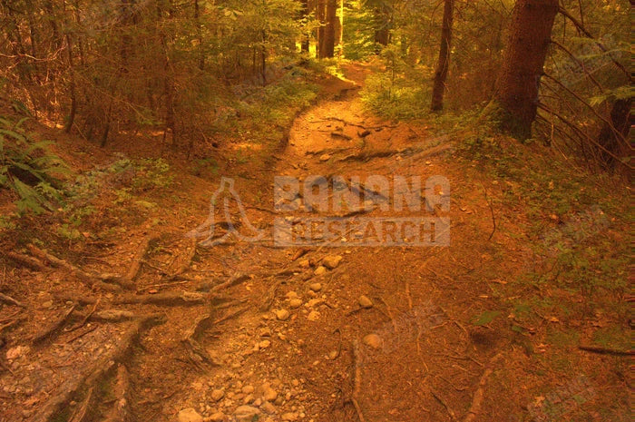 Prizm Trail, Prizm Trail vs Prizm Low Light