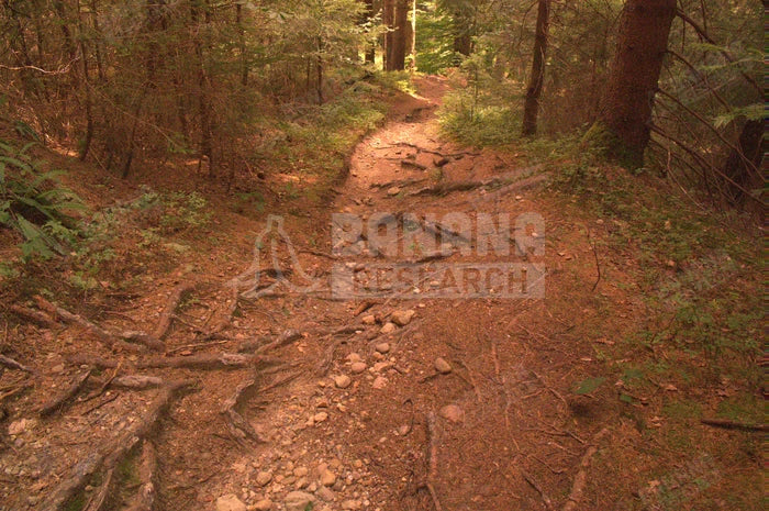 Prizm Trail Torch, Prizm Trail Torch vs Prizm Low Light