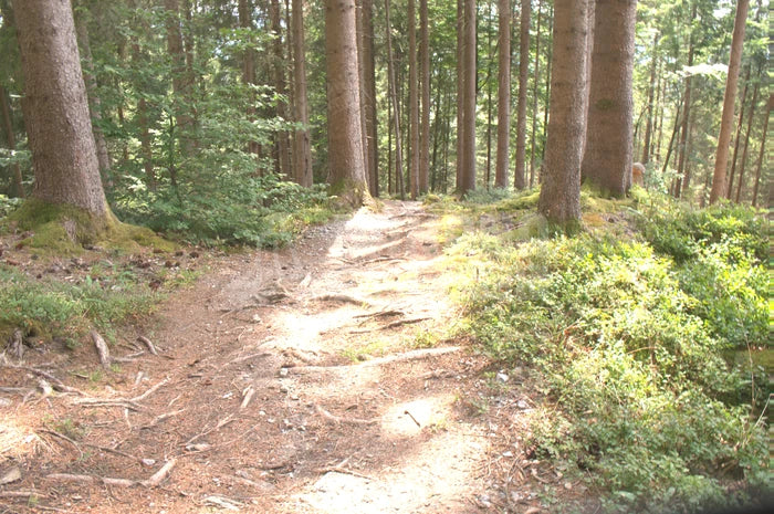 Mixed light trail at EV 8.6, seen through the Photochromic lens. Measured 39.4% of the clear control.