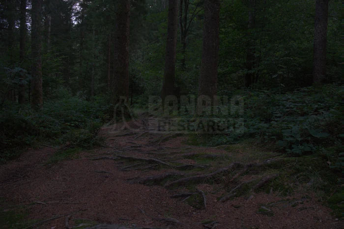 Forest at dusk at EV 4.6, seen through the Prizm Low Light lens. Measured 74.5% of the clear control.