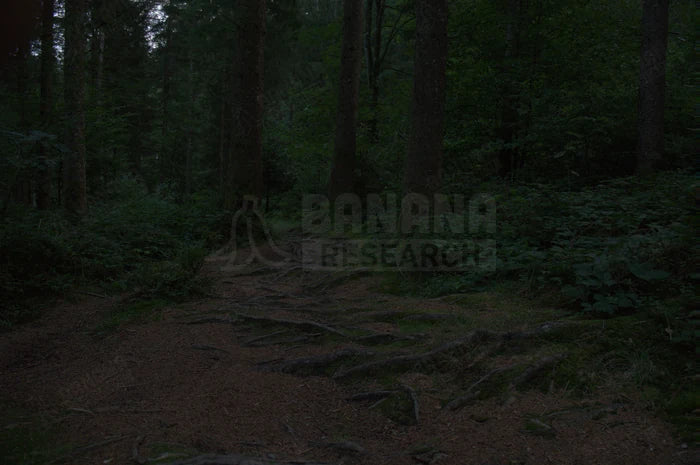 Forest at dusk at EV 4.6, seen through the Photochromic lens. Measured 61.1% of the clear control.