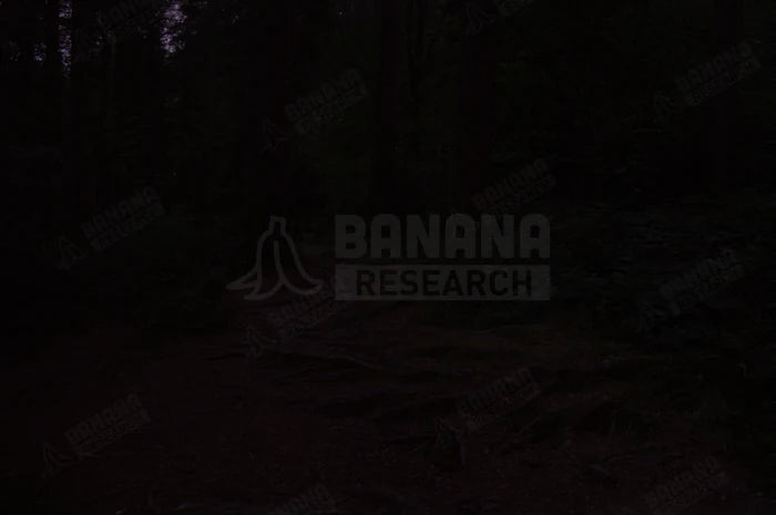 Forest at dusk seen through Prizm Road. Measured 16.4% of the clear control.