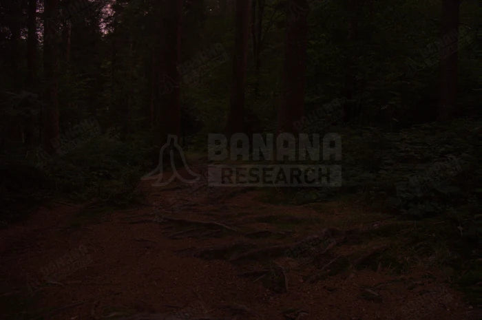 Forest at dusk seen through Prizm Trail Torch. Measured 33.2% of the clear control.